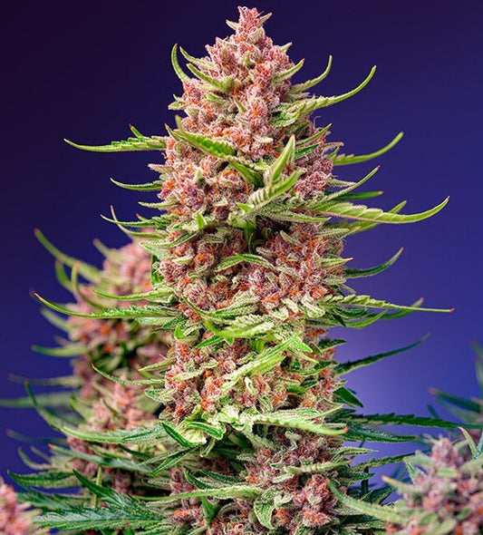 Sweet Seeds Strawberry Cola Sherbet F1 Fast Version Feminised Seeds seed packaging
