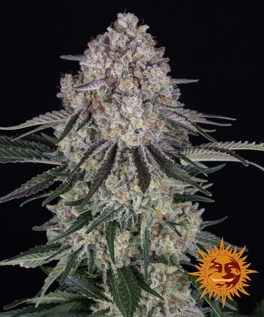 Barney's Farm Sour Diesel Auto Feminised Seeds seed packaging