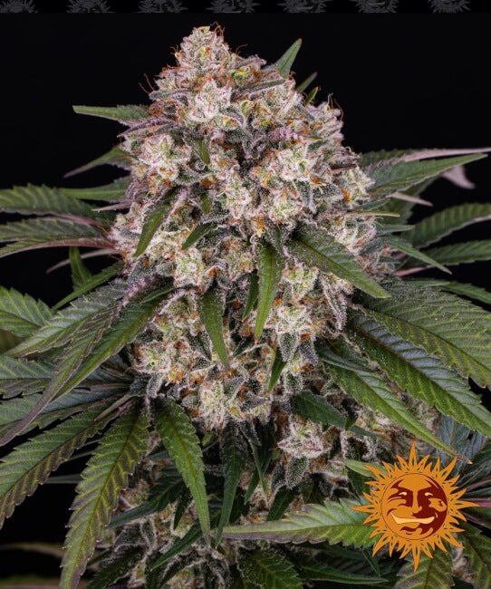 Barney's Farm OG Kush Auto Feminised Seeds seed packaging