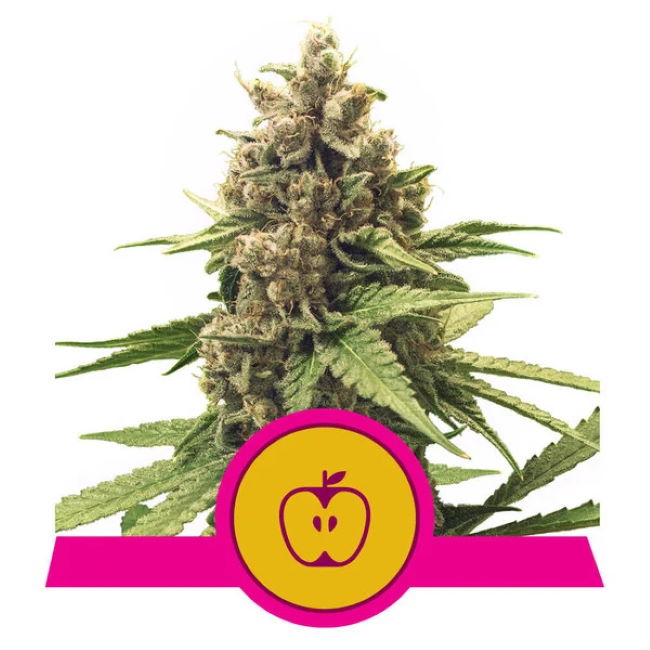 Royal Queen Seeds Apple Fritter Feminised Seeds seed packaging
