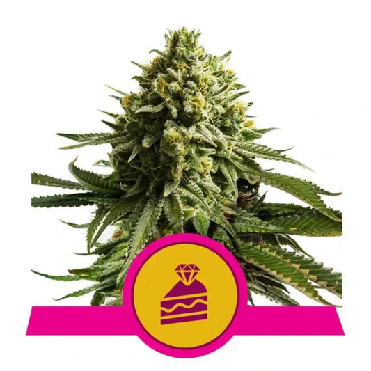 Royal Queen Seeds Wedding Cake Feminised Seeds seed packaging