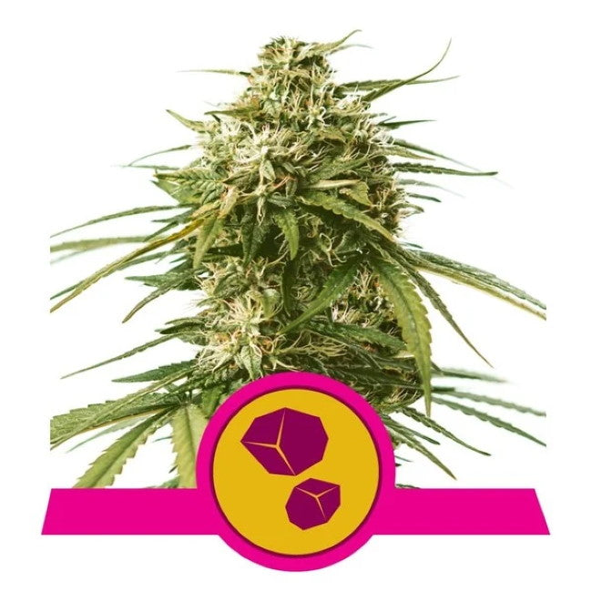 Royal Queen Seeds Gushers Feminised Seeds seed packaging