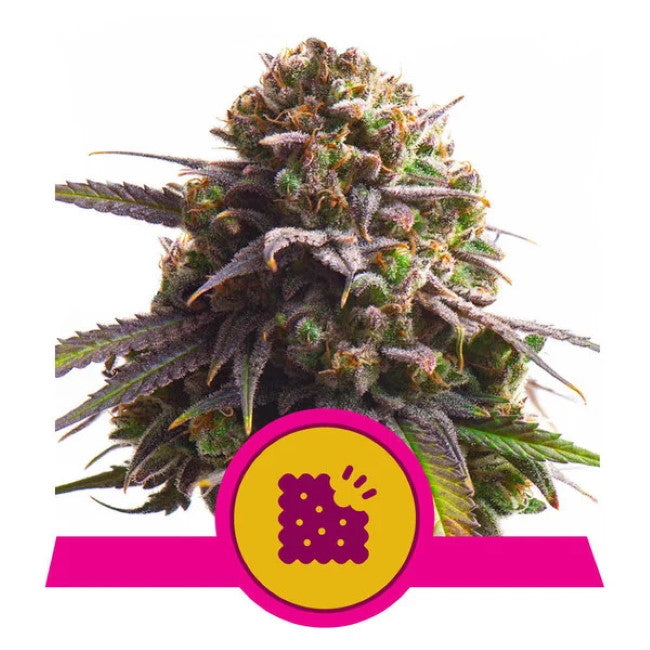 Royal Queen Seeds Biscotti Feminised Seeds seed packaging
