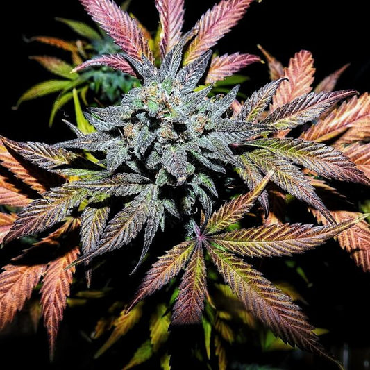 Mephisto Genetics Pinot Noir Auto Feminised Seeds seed packaging