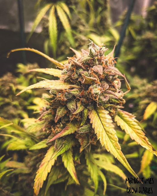 Mephisto Genetics Bear Assed Monkey Auto Feminised Seeds seed packaging