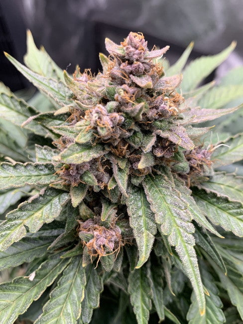 Mephisto Genetics Forgotten Strawberries Auto Feminised Seeds seed packaging