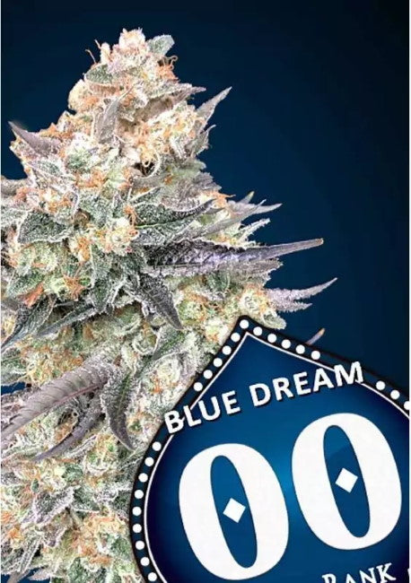 00 Seeds Blue Dream FAST Feminised Seeds seed packaging