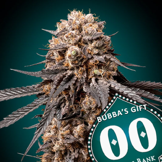 00 Seeds Bubba's Gift Feminised Seeds seed packaging