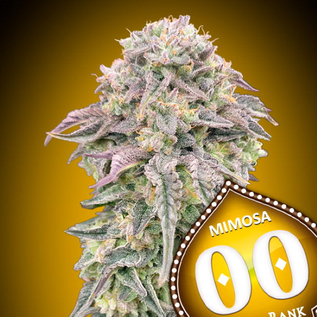 00 Seeds Mimosa Feminised Seeds seed packaging