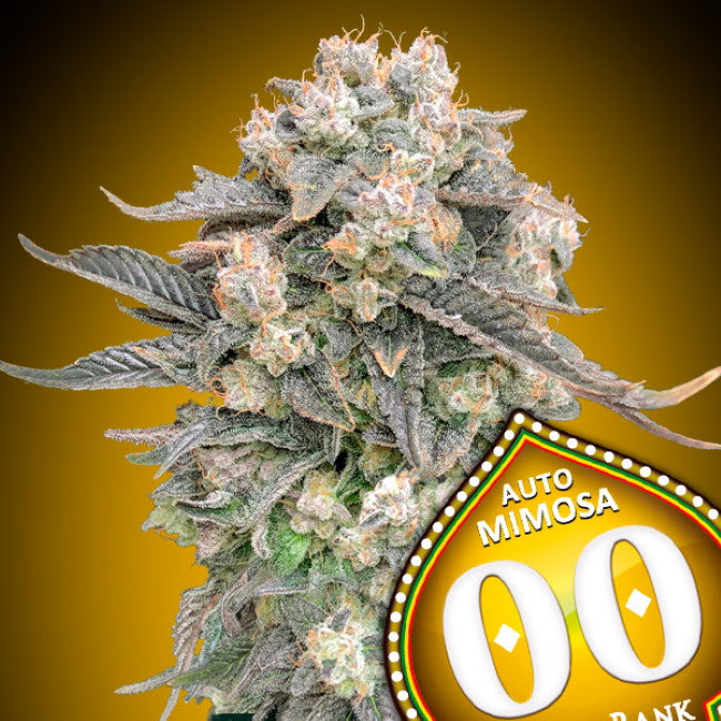 00 Seeds Mimosa Auto Feminised Seeds seed packaging