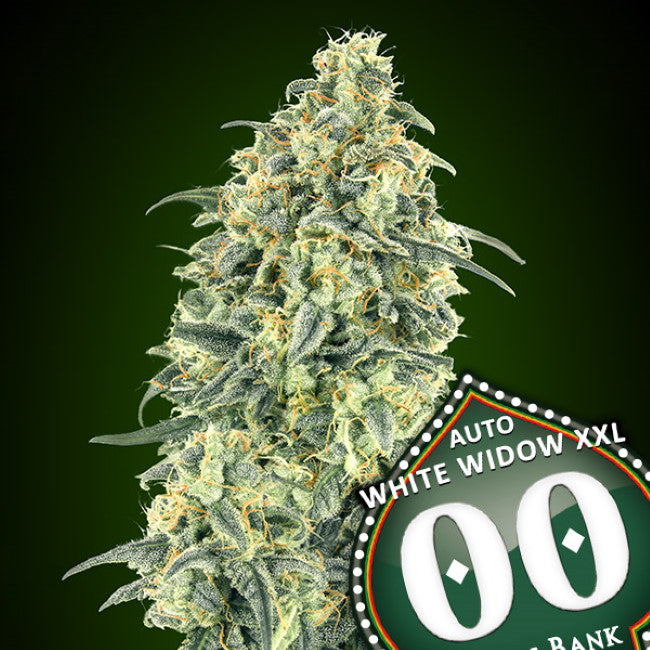 00 Seeds White Widow XXL Auto Feminised Seeds seed packaging