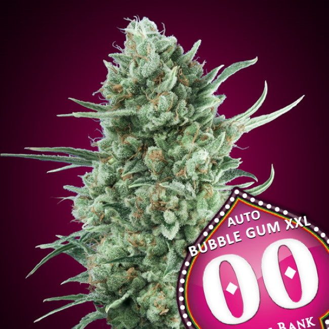 00 Seeds Bubble Gum XXL Auto Feminised Seeds seed packaging