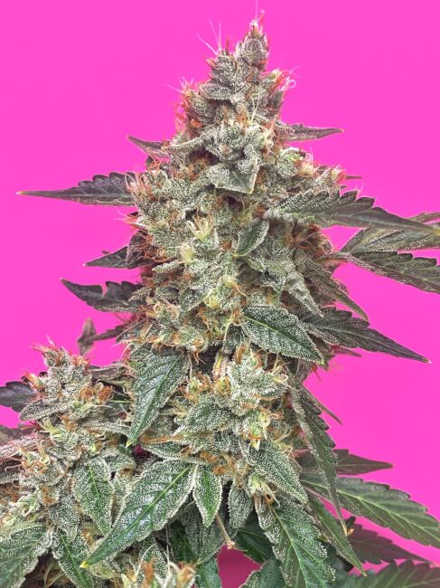 Mephisto Genetics Aunt Ginny's Elixir CBD Auto Feminised Seeds seed packaging
