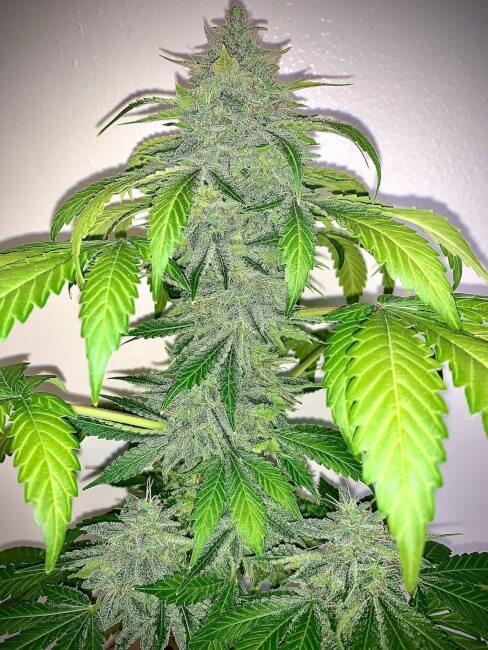 Mephisto Genetics Deez Nuggs Auto Feminised Seeds seed packaging