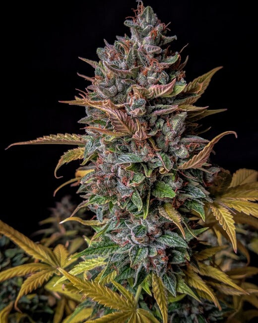 Mephisto Genetics Orange Biscuits Auto Feminised Seeds seed packaging