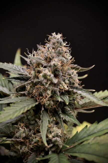 Mephisto Genetics Sweet 'n' Sour Auto Feminised Seeds seed packaging