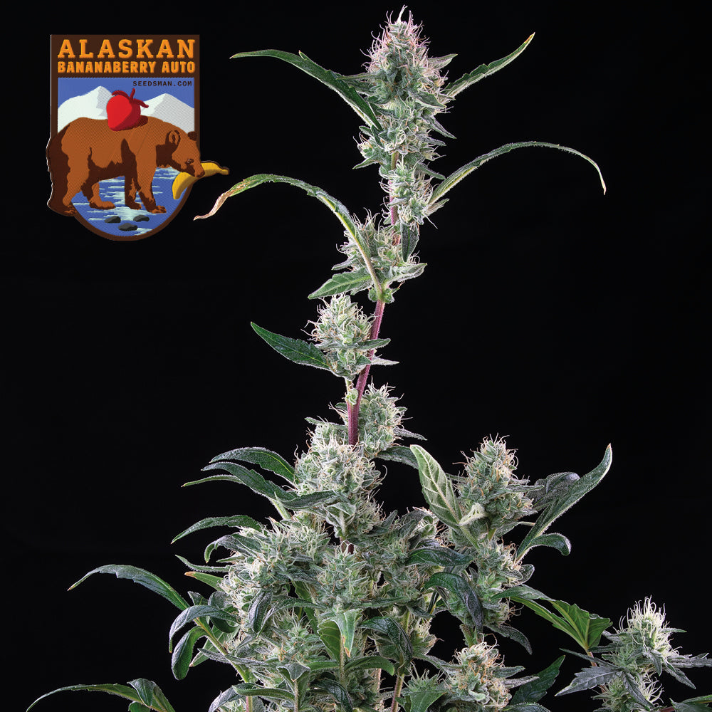 Seedsman Alaskan Bananaberry Auto Feminised Seeds seed packaging