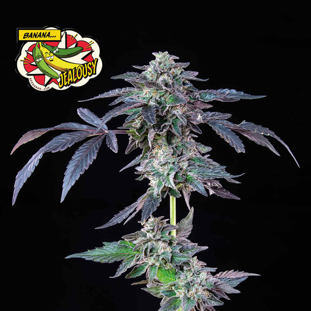 Seedsman Banana Jealousy Feminised Seeds seed packaging