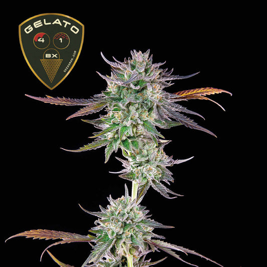 Seedsman Gelato 41 BX Feminised Seeds seed packaging