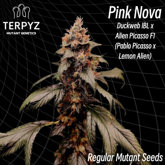 TerpyZ Mutant Genetics Pink Nova Regular Seeds seed packaging