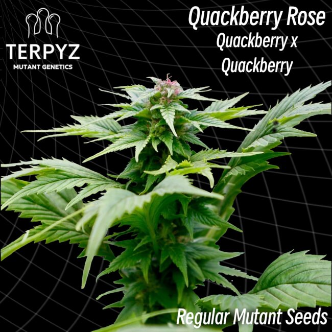 TerpyZ Mutant Genetics Quackberry Rose Regular Seeds seed packaging