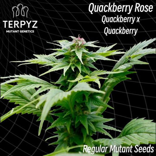 TerpyZ Mutant Genetics Quackberry Rose Regular Seeds seed packaging
