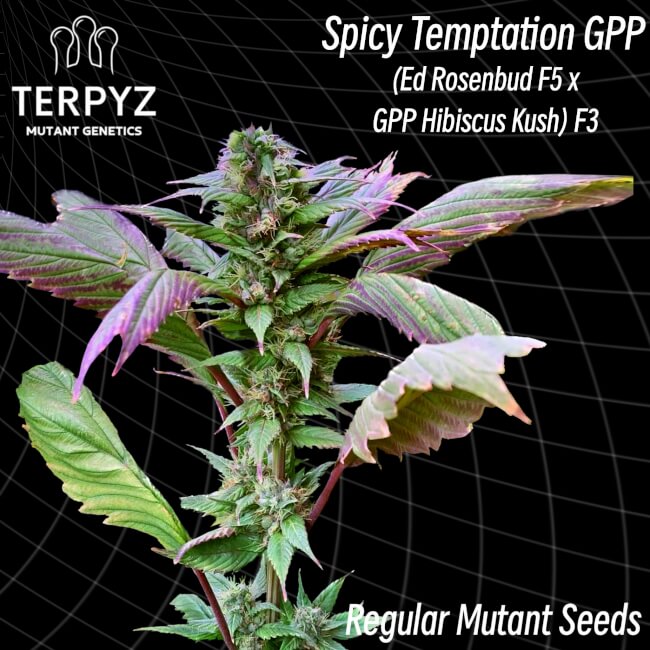 TerpyZ Mutant Genetics Spicy Temptation GPP Regular Seeds seed packaging