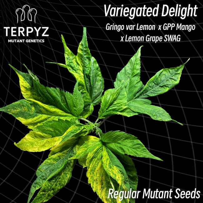 TerpyZ Mutant Genetics Variegated Delight Regular Seeds seed packaging