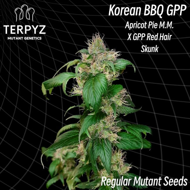 TerpyZ Mutant Genetics Korean BBQ GPP Regular Seeds seed packaging