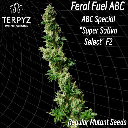 TerpyZ Mutant Genetics Feral Fuel ABC Regular Seeds seed packaging