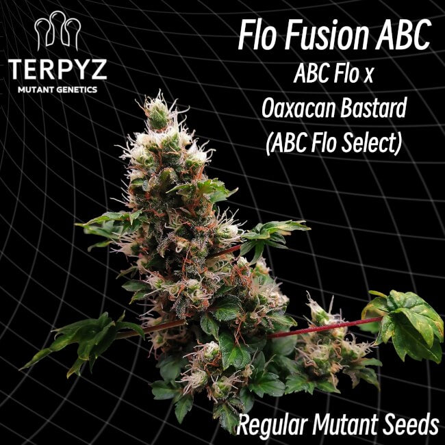 TerpyZ Mutant Genetics Flo Fusion ABC Regular Seeds seed packaging