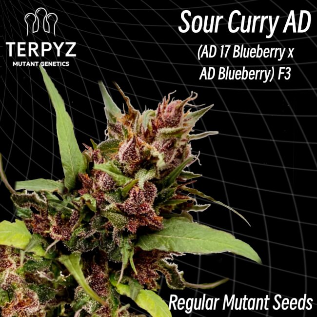 TerpyZ Mutant Genetics Sour Curry AD Regular Seeds seed packaging