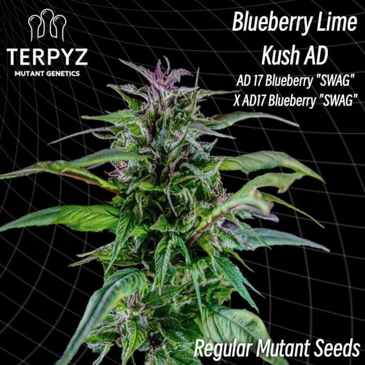 TerpyZ Mutant Genetics Blueberry Lime Kush AD Regular Seeds seed packaging