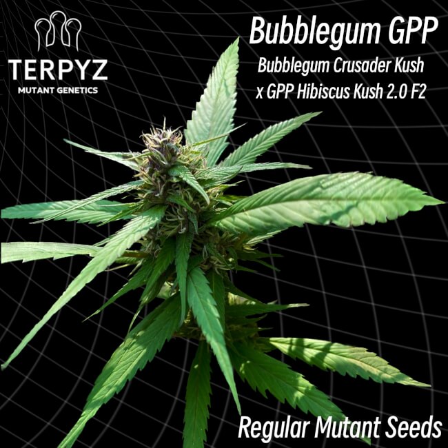 TerpyZ Mutant Genetics Bubblegum GPP Regular Seeds seed packaging