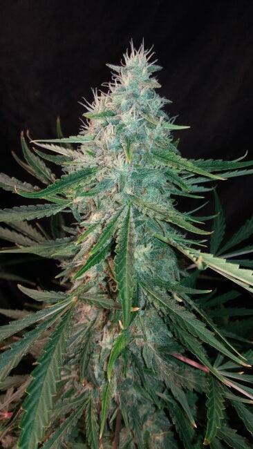 Mephisto Genetics ManBearAlienPig Auto Feminised Seeds seed packaging