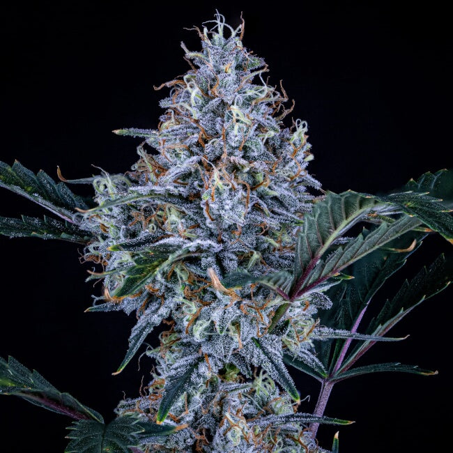 Mephisto Genetics Sundae Thumper Auto Feminised Seeds seed packaging