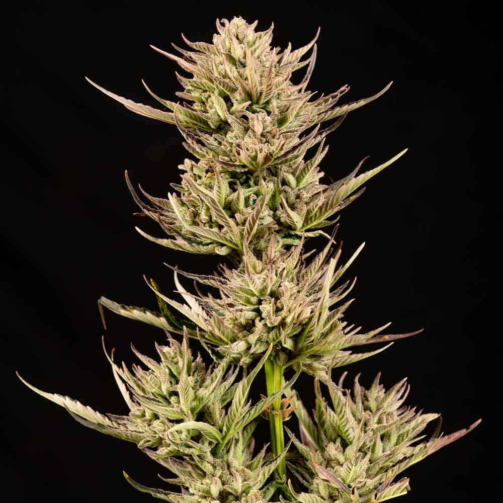 Seedsman Cookie Apple OG F1 Auto Feminised Seeds seed packaging