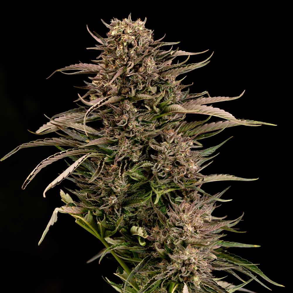 Seedsman Fatso GMO F1 Auto Feminised Seeds seed packaging