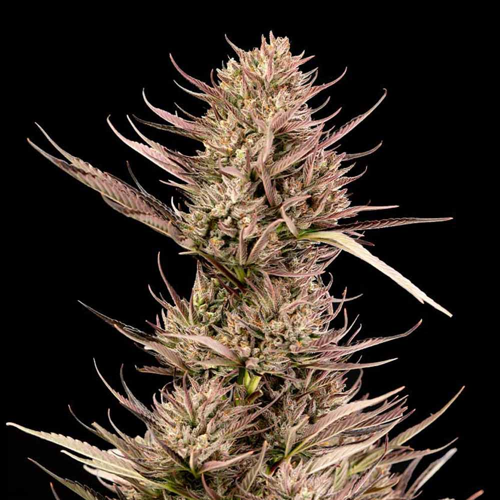 Seedsman Garlic Muffin F1 Auto Feminised Seeds seed packaging