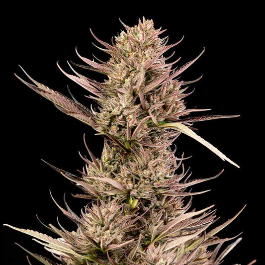 Seedsman Garlic Muffin F1 Auto Feminised Seeds seed packaging