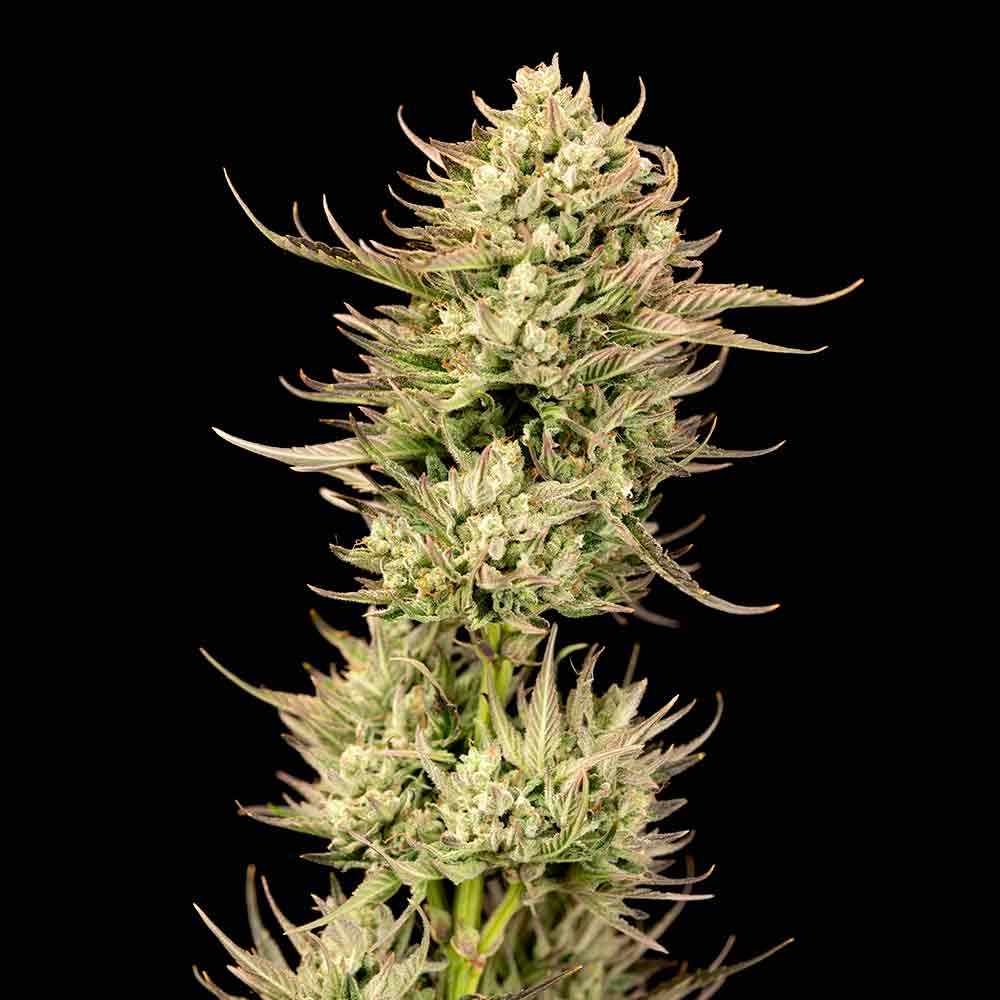 Seedsman Gorilla Jealousy F1 Feminised Seeds seed packaging