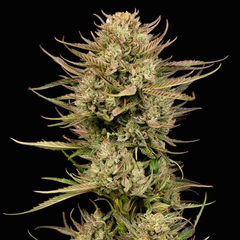 Seedsman Cherry Punch F1 Feminised Seeds seed packaging