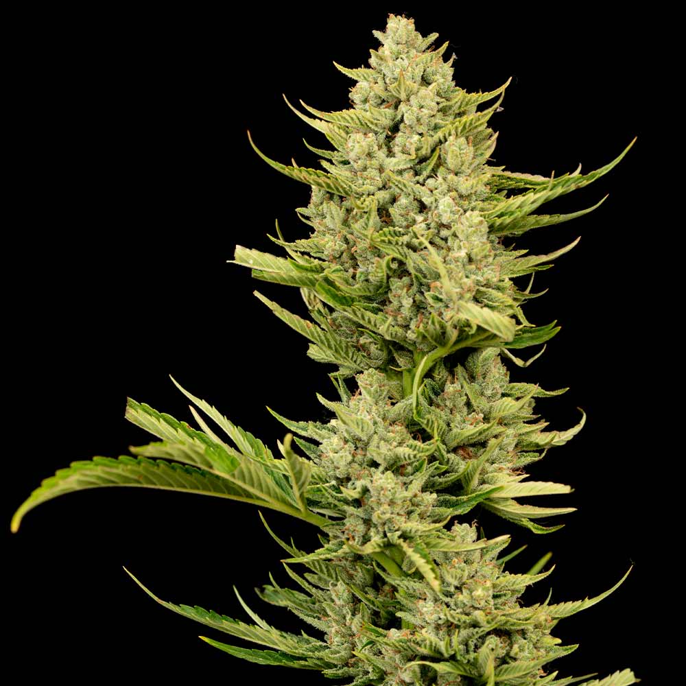 Seedsman Tangerine Snow F1 Fast Feminised Seeds seed packaging