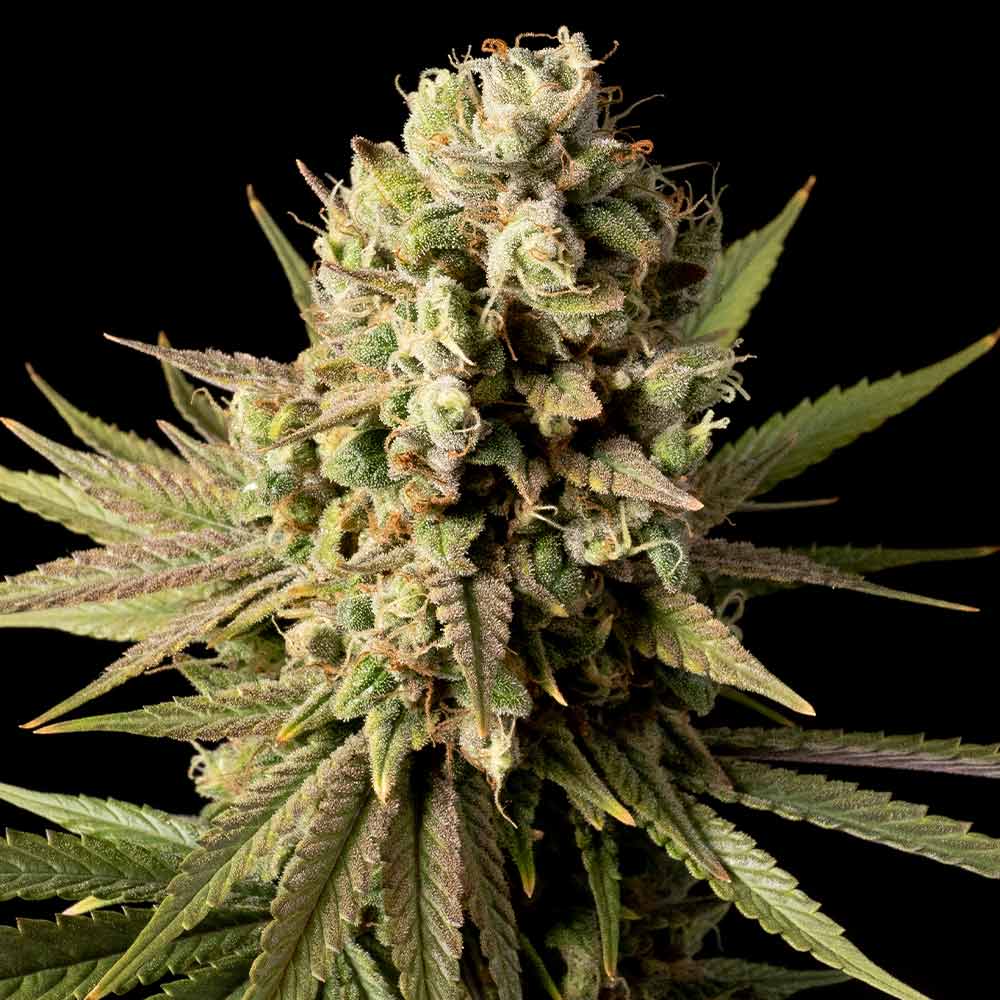 Seedsman Gorilla Gas F1 Fast Feminised Seeds seed packaging