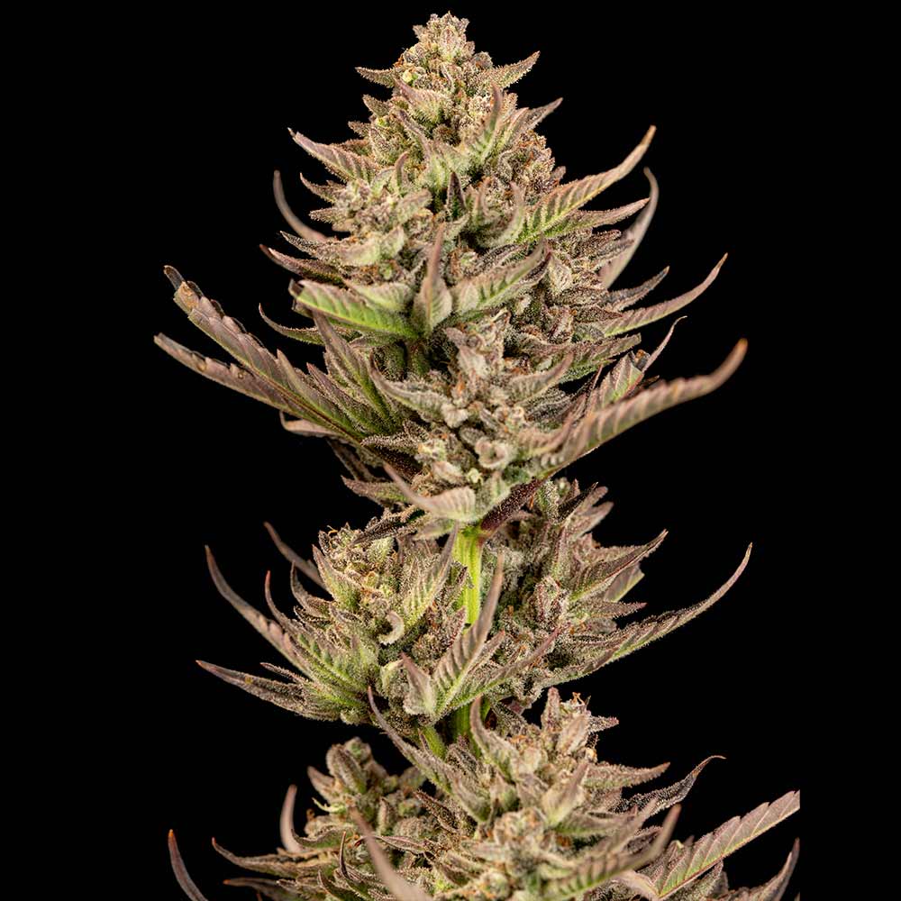 Seedsman Purple Punch F1 Fast Feminised Seeds seed packaging