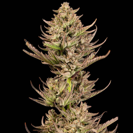 Seedsman Purple Punch F1 Fast Feminised Seeds seed packaging
