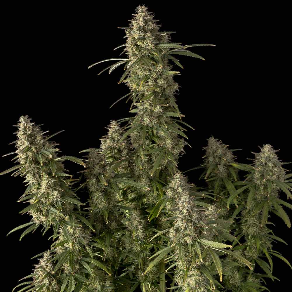 Seedsman Pineapple OG Auto Feminised Seeds seed packaging
