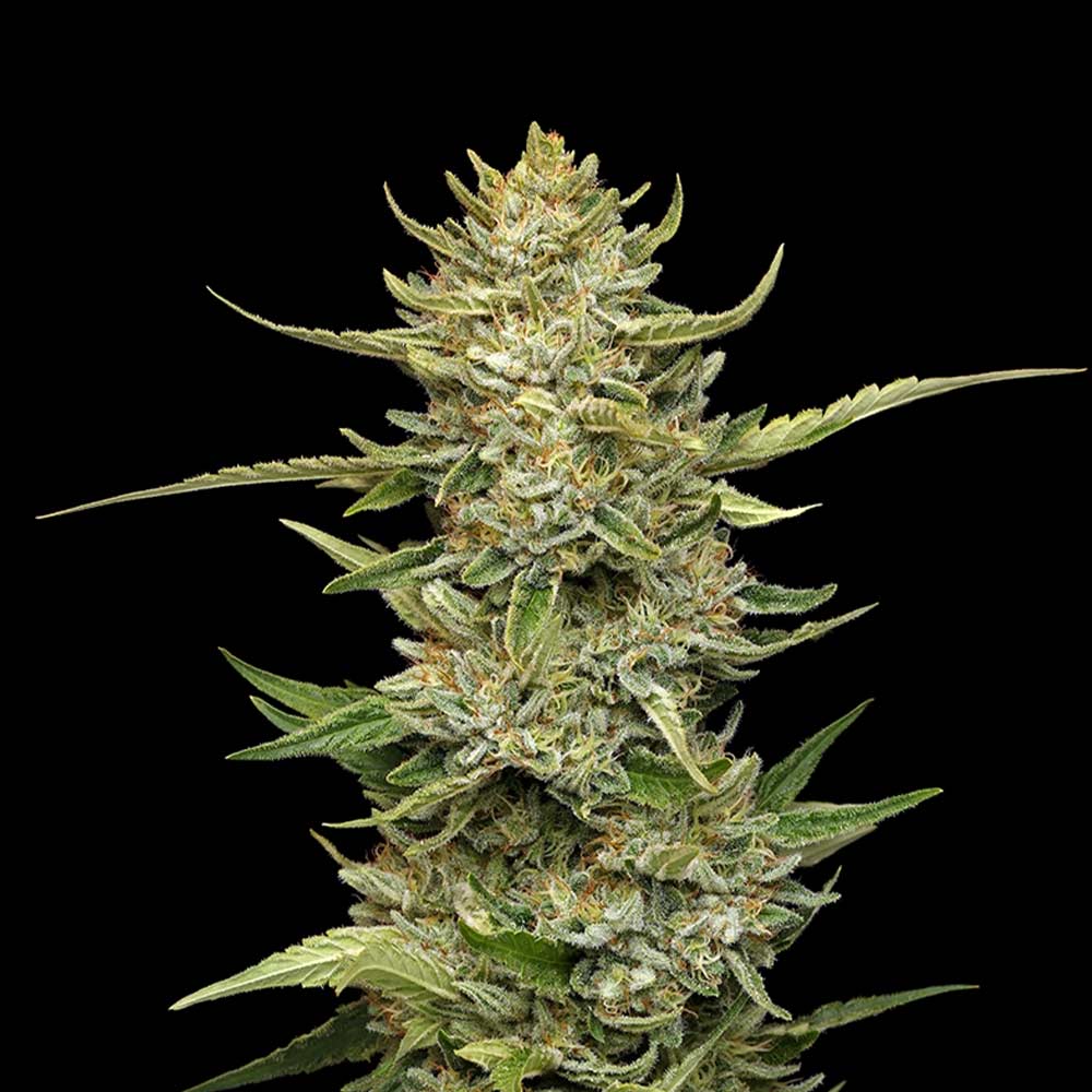 Seedsman Sour Diesel Auto Feminised Seeds seed packaging