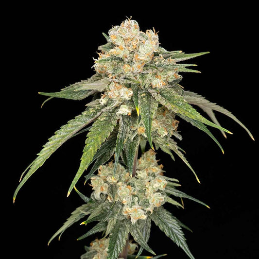 Seedsman Ice Dream Cake Feminised Seeds seed packaging