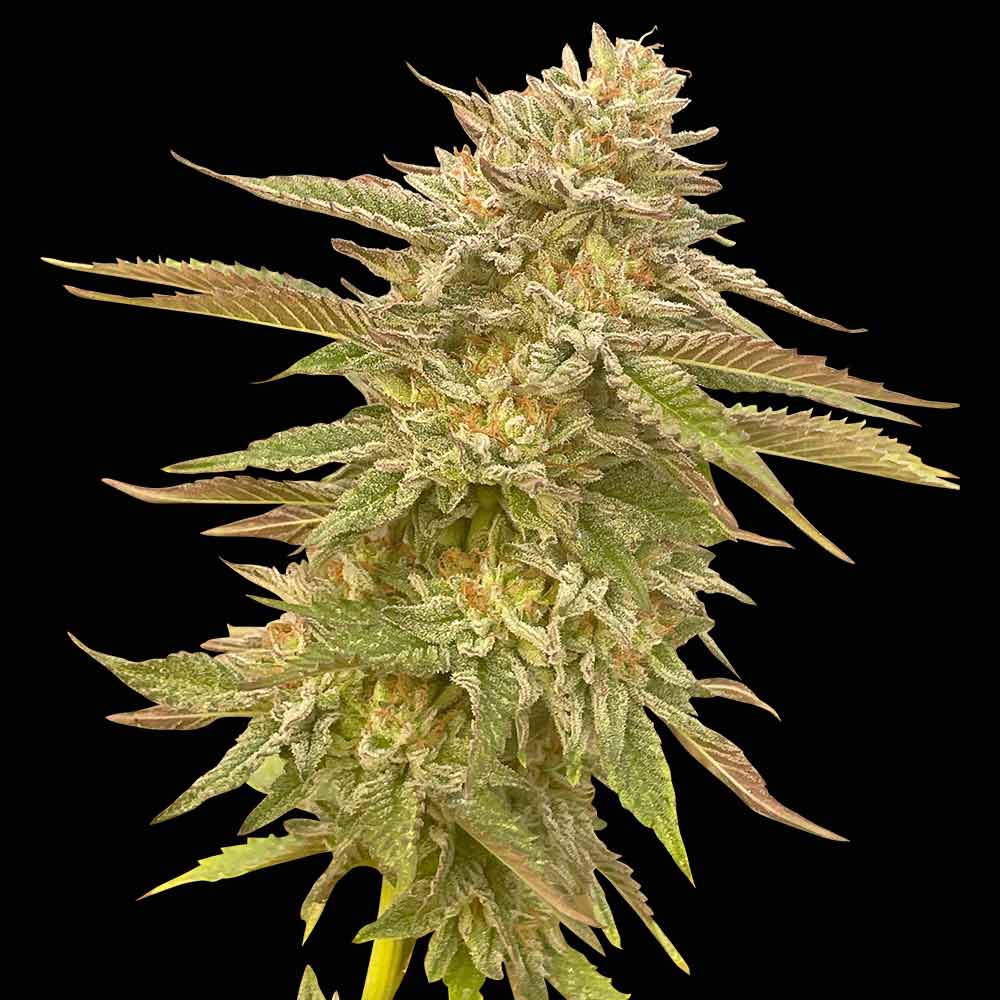 Seedsman Pineapple OG Feminised Seeds seed packaging